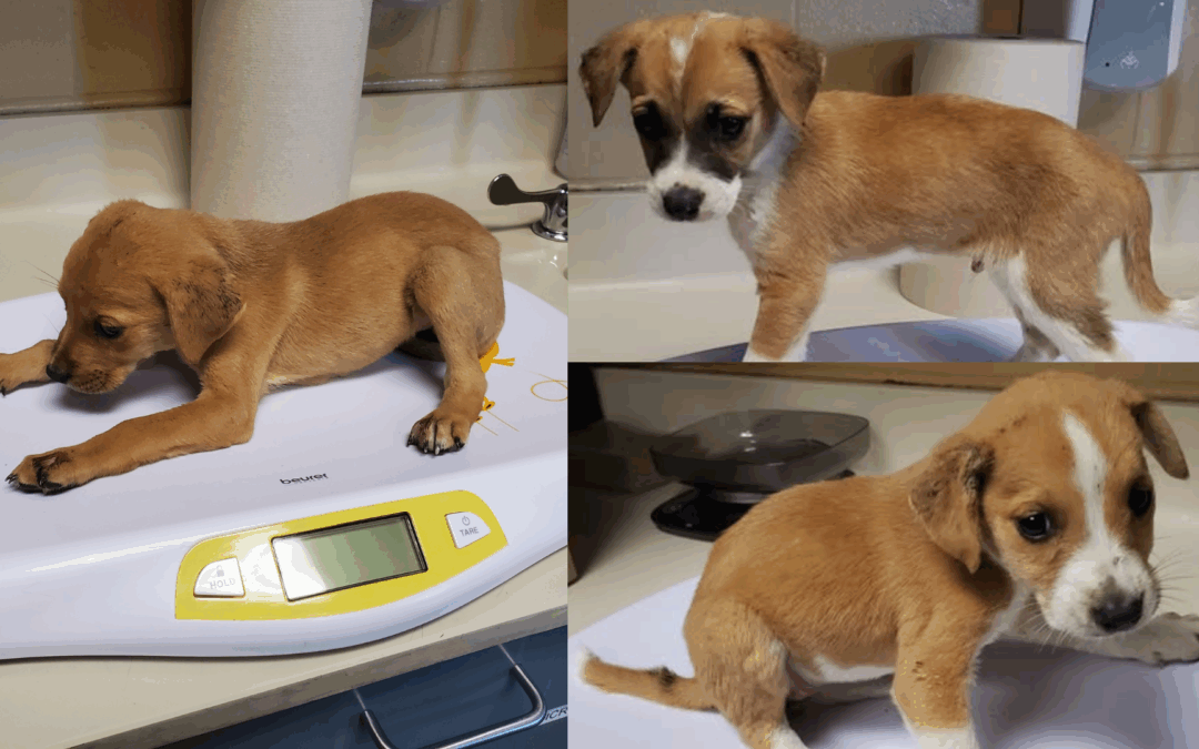 Crisis de animales en Wichita: más de 800 mascotas llegaron al refugio solo en octubre