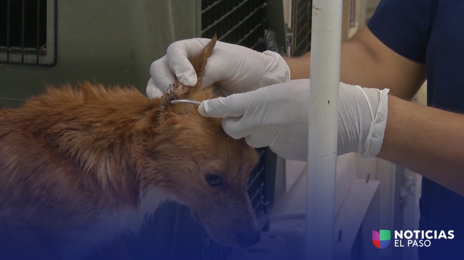 Estudiante de primaria en Ciudad Juárez fallece por complicaciones de Rickettsia, una bacteria contagiada por la mordedura de garrapatas.