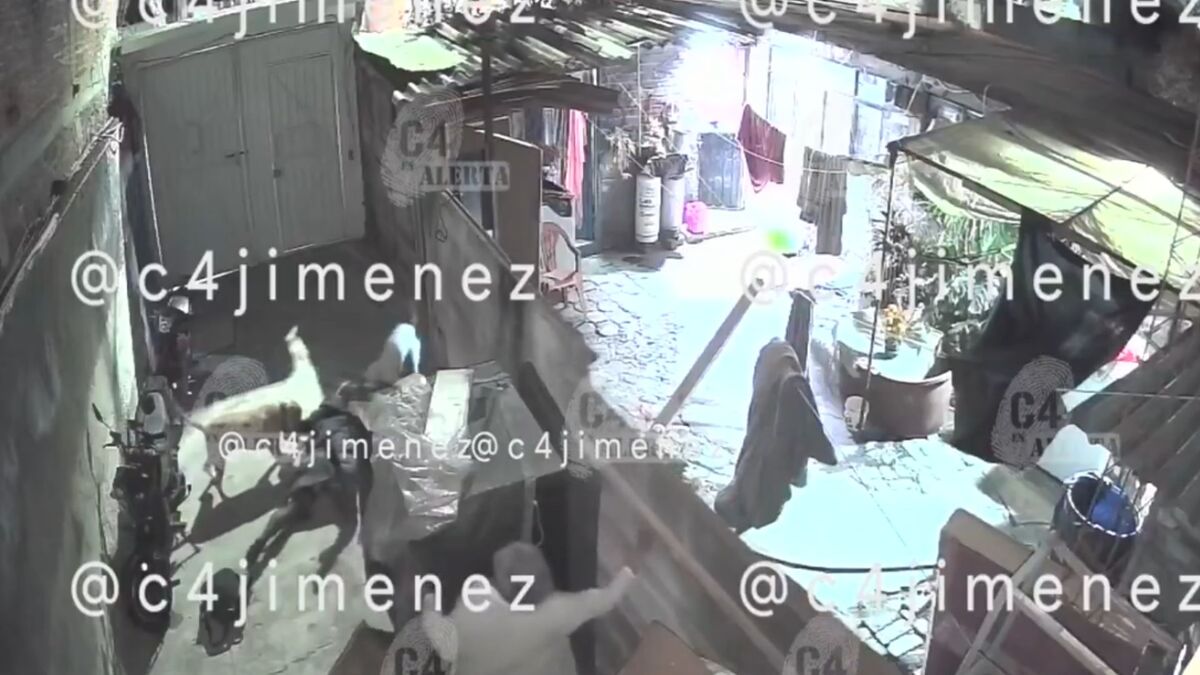 Tláhuac: Ataque de tres perros pitbull deja a Ana con lesiones graves