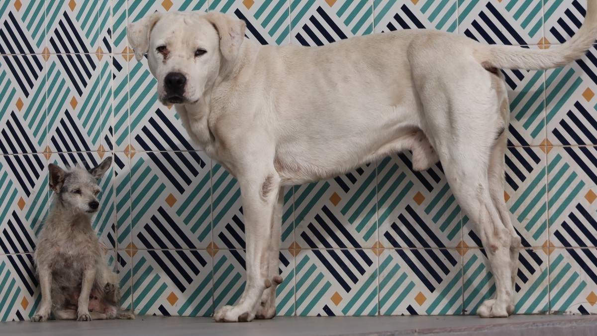 Alerta en Torreón: Garrapatas y Rabia Representan Focos Rojos para la Salud Animal