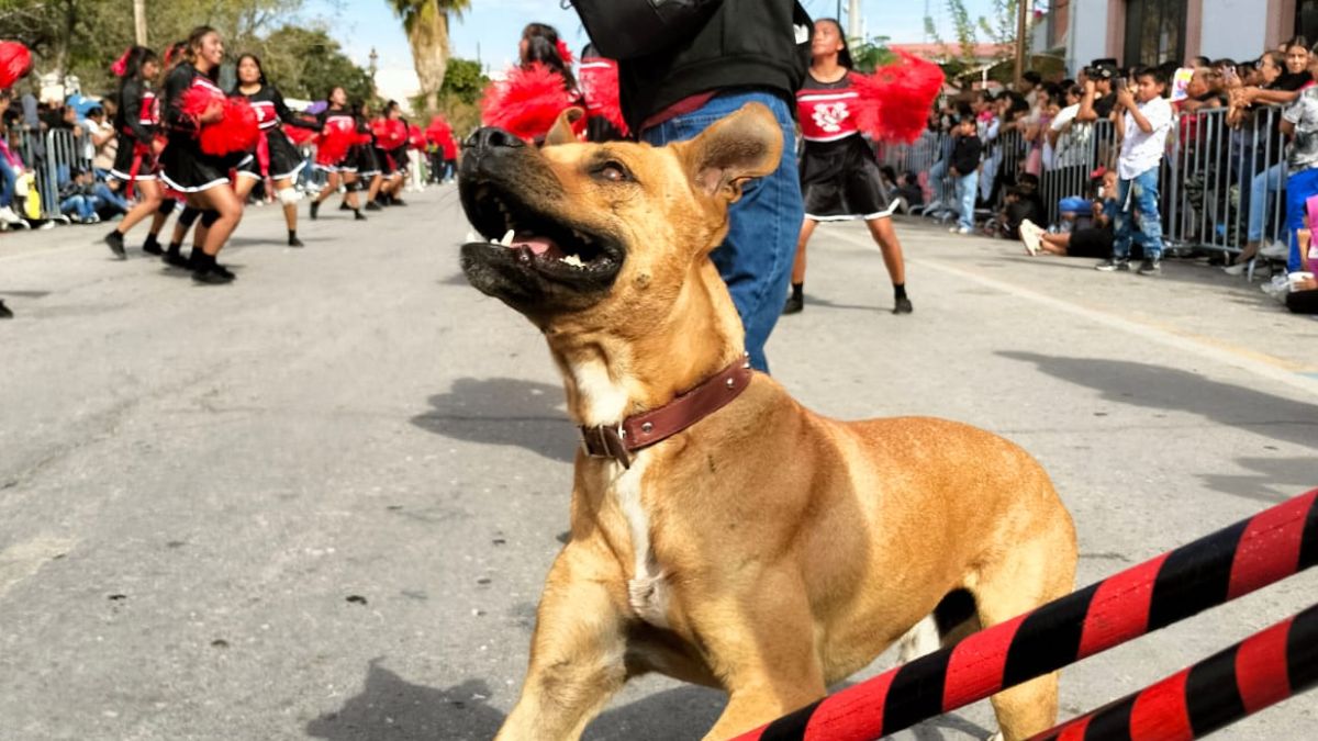 Urgente: Ayuda para encontrar a Toño, el perro bailarín de San Pedro