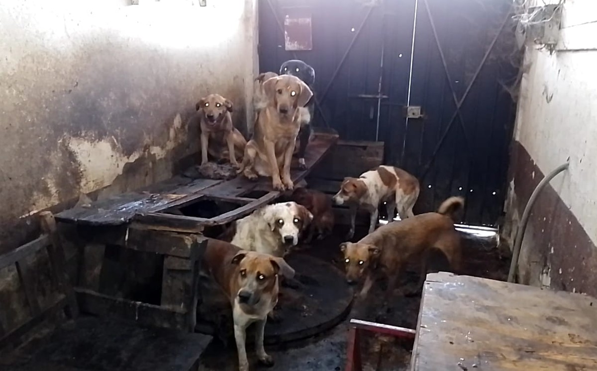 Tlaquepaque Refuerza las Sanciones por Maltrato Animal: Prohibición de Cortar Orejas y Cola