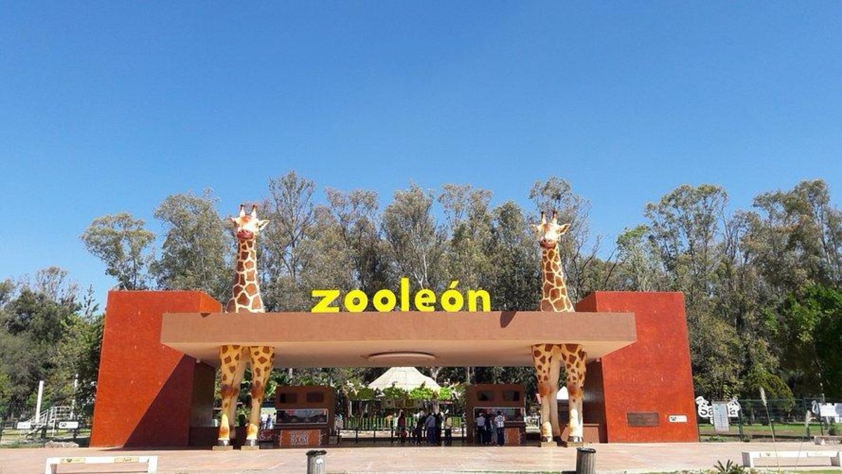 Zoológico de León Investiga Ataque Intencional de Jauría de Perros a Borregos